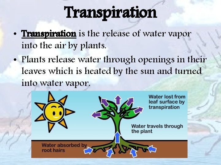 Transpiration • Transpiration is the release of water vapor into the air by plants.