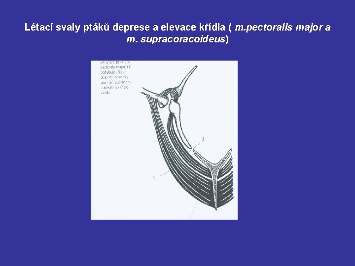 Létací svaly ptáků deprese a elevace křídla ( m. pectoralis major a m. supracoideus)