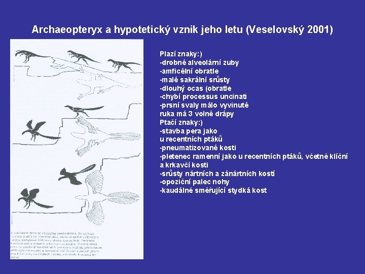 Archaeopteryx a hypotetický vznik jeho letu (Veselovský 2001) Plazí znaky: ) -drobné alveolární zuby
