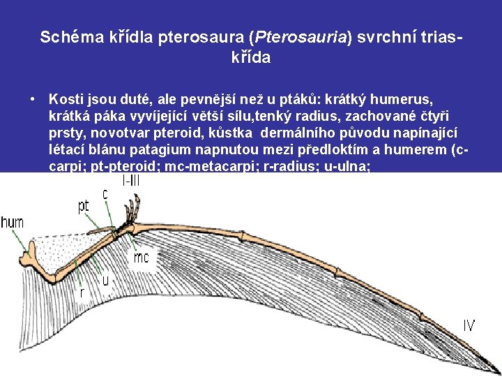 Schéma křídla pterosaura (Pterosauria) svrchní trias- křída • Kosti jsou duté, ale pevnější než