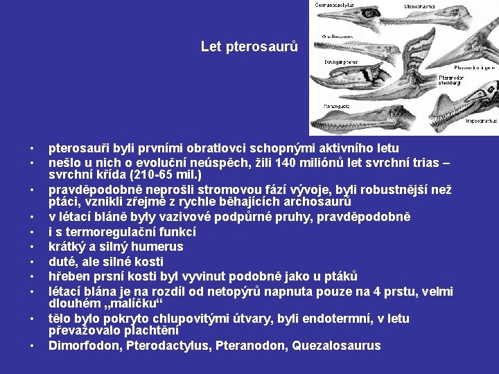 Let pterosaurů • • • pterosauři byli prvními obratlovci schopnými aktivního letu nešlo u