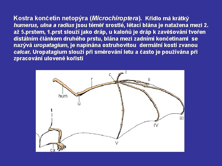 Kostra končetin netopýra (Microchiroptera). Křídlo má krátký humerus, ulna a radius jsou téměř srostlé,