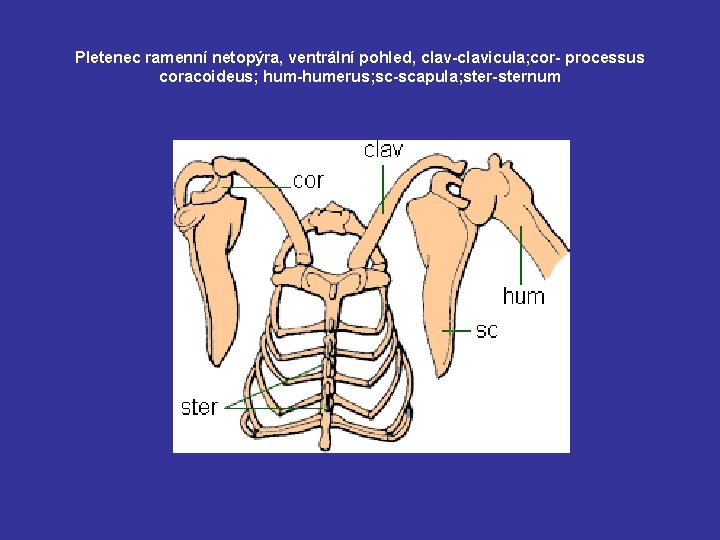 Pletenec ramenní netopýra, ventrální pohled, clav-clavicula; cor- processus coracoideus; hum-humerus; sc-scapula; ster-sternum 