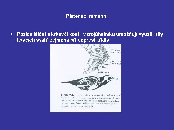 Pletenec ramenní • Pozice klíční a krkavčí kosti v trojúhelníku umožňují využití síly létacích