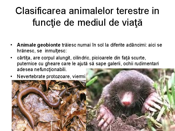 Clasificarea animalelor terestre in funcţie de mediul de viaţă • Animale geobionte trăiesc numai Clasificarea animalelor terestre in funcţie de mediul de viaţă • Animale geobionte trăiesc numai