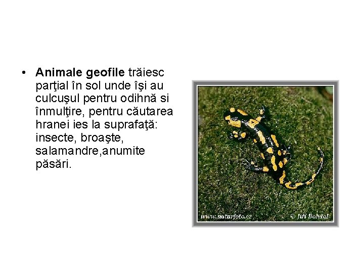 • Animale geofile trăiesc parţial în sol unde îşi au culcuşul pentru odihnă • Animale geofile trăiesc parţial în sol unde îşi au culcuşul pentru odihnă