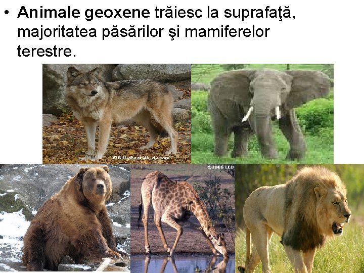 • Animale geoxene trăiesc la suprafaţă, majoritatea păsărilor şi mamiferelor terestre. • Animale geoxene trăiesc la suprafaţă, majoritatea păsărilor şi mamiferelor terestre.