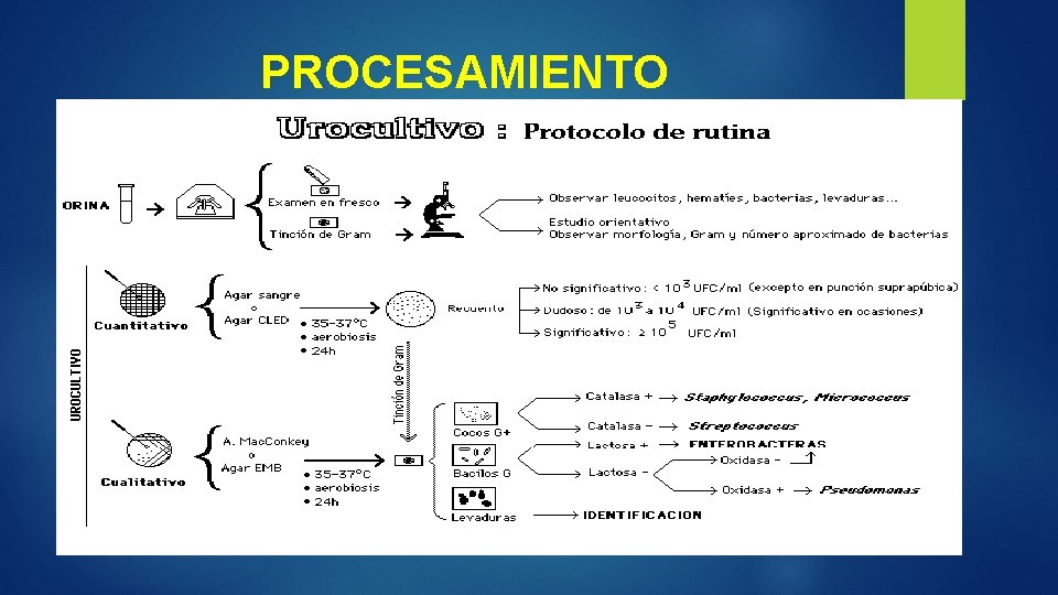 PROCESAMIENTO 