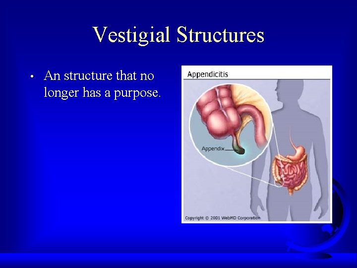 Vestigial Structures • An structure that no longer has a purpose. 