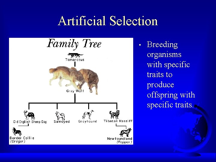 Artificial Selection • Breeding organisms with specific traits to produce offspring with specific traits.