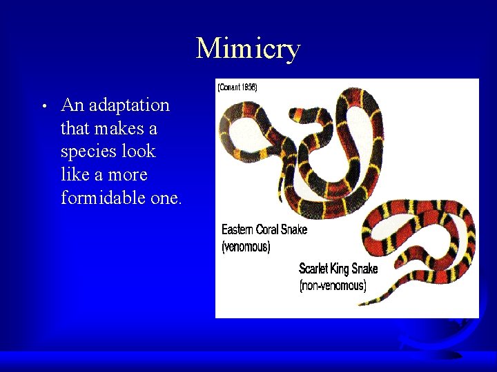 Mimicry • An adaptation that makes a species look like a more formidable one.
