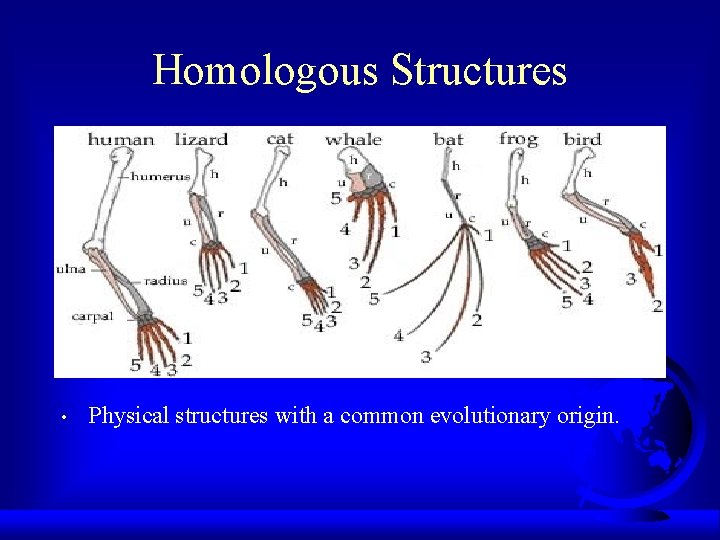 Homologous Structures • Physical structures with a common evolutionary origin. 
