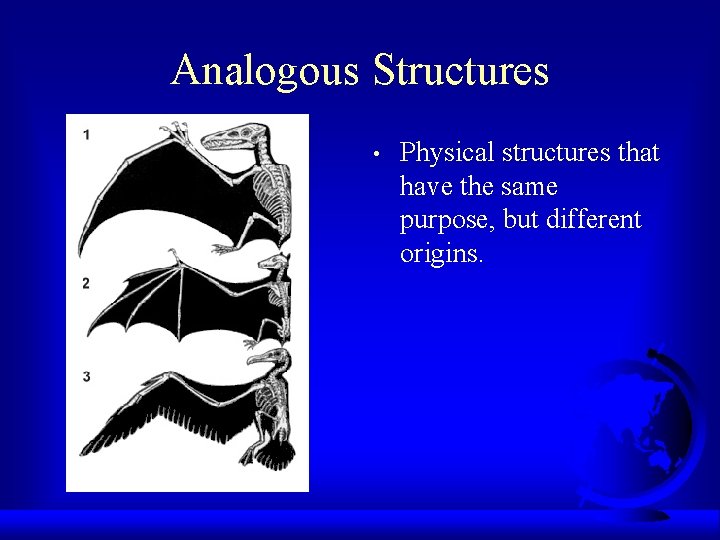 Analogous Structures • Physical structures that have the same purpose, but different origins. 