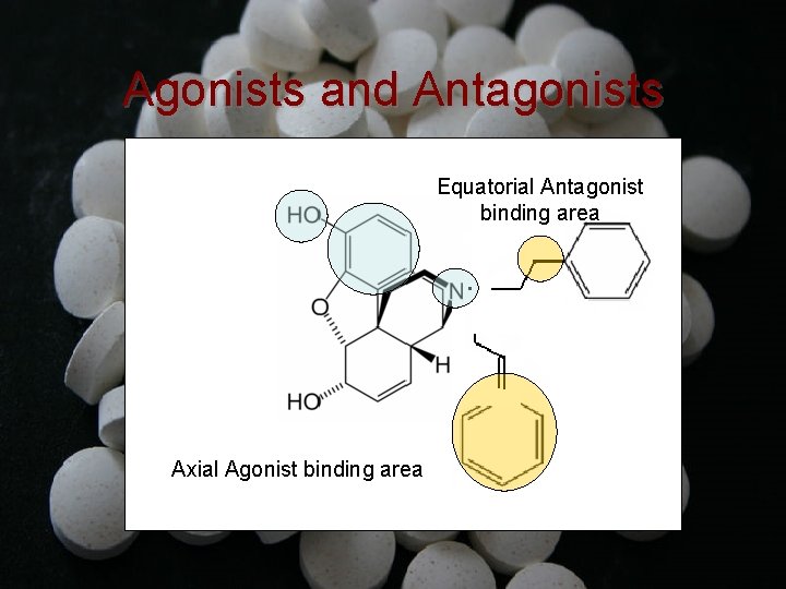 Agonists and Antagonists Equatorial Antagonist binding area Axial Agonist binding area 