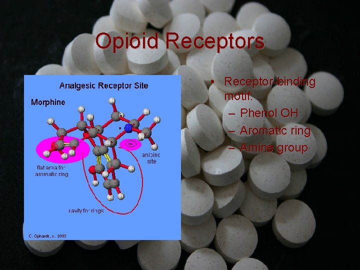 Opioid Receptors • Receptor-binding motif: – Phenol OH – Aromatic ring – Amine group