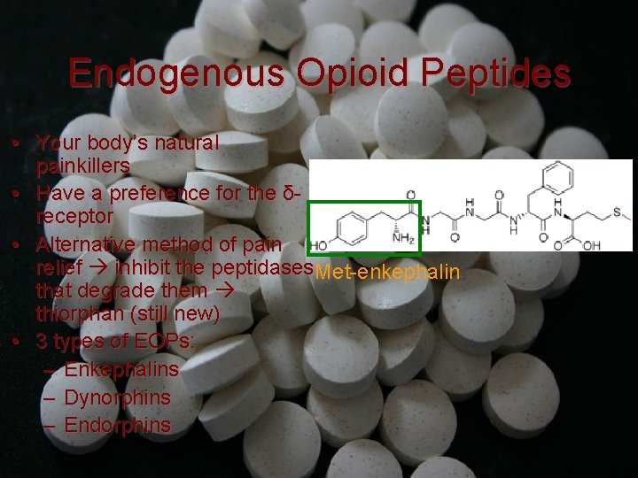 Endogenous Opioid Peptides • Your body’s natural painkillers • Have a preference for the