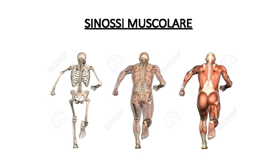 SINOSSI MUSCOLARE 