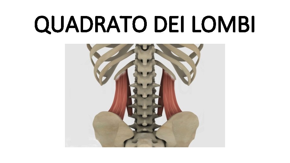 QUADRATO DEI LOMBI 