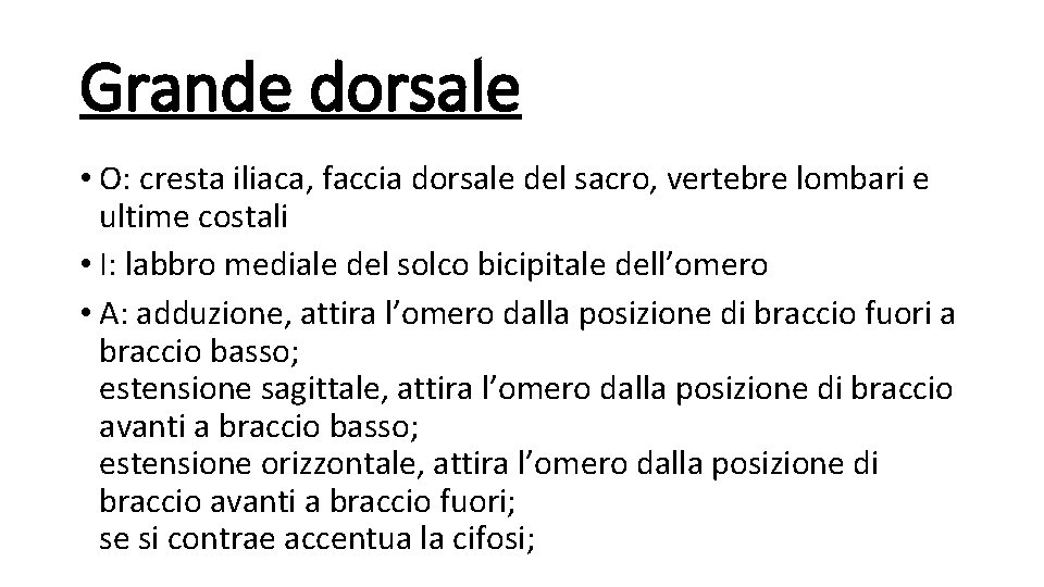 Grande dorsale • O: cresta iliaca, faccia dorsale del sacro, vertebre lombari e ultime