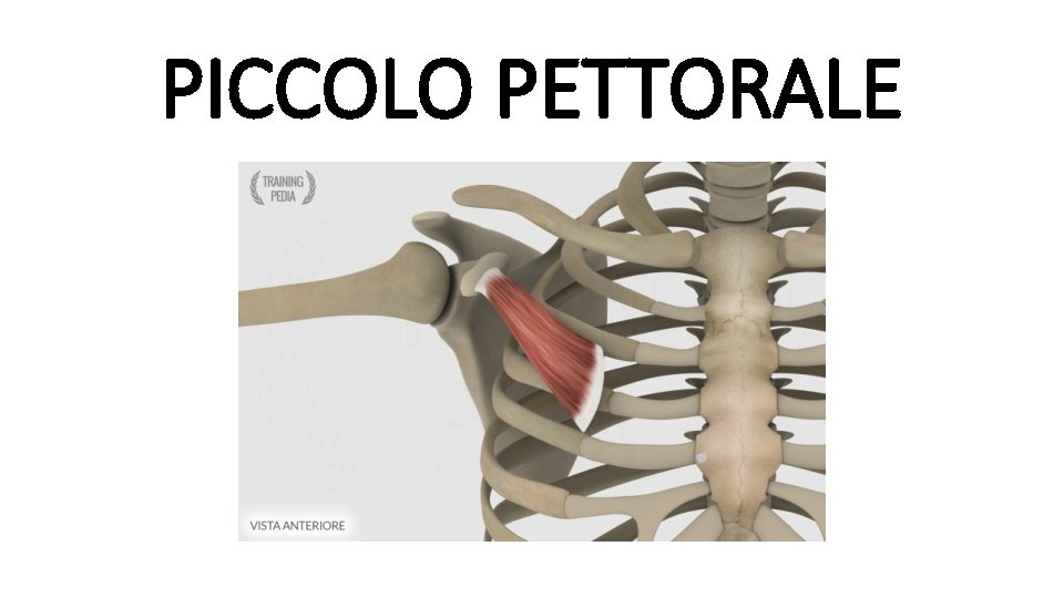 PICCOLO PETTORALE 