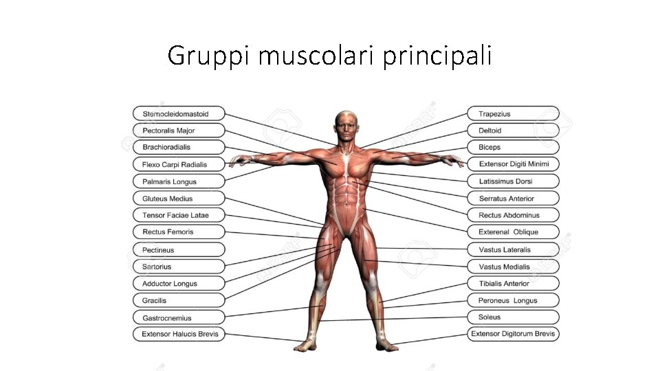 Gruppi muscolari principali 