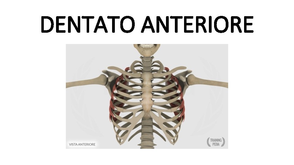 DENTATO ANTERIORE 