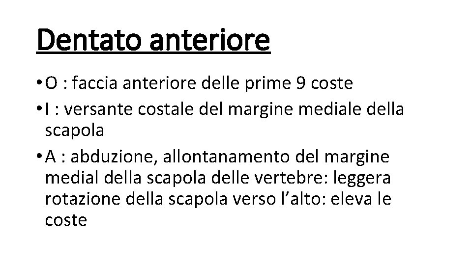 Dentato anteriore • O : faccia anteriore delle prime 9 coste • I :