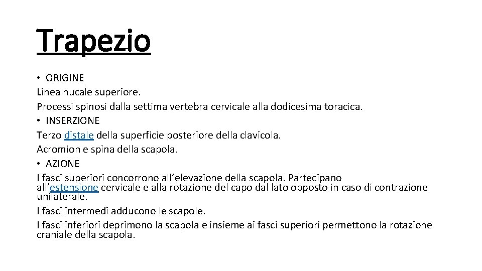 Trapezio • ORIGINE Linea nucale superiore. Processi spinosi dalla settima vertebra cervicale alla dodicesima