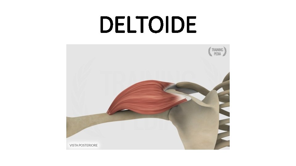 DELTOIDE 