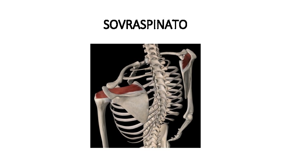 SOVRASPINATO 