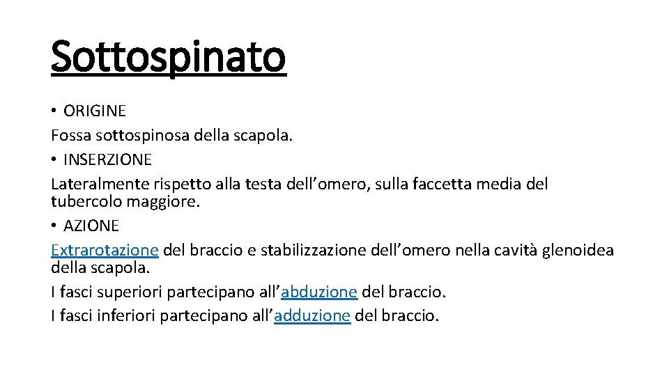 Sottospinato • ORIGINE Fossa sottospinosa della scapola. • INSERZIONE Lateralmente rispetto alla testa dell’omero,