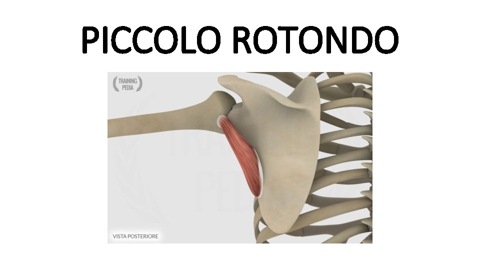 PICCOLO ROTONDO 