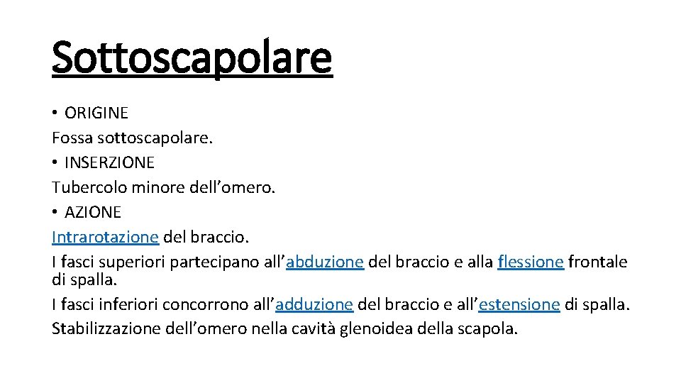 Sottoscapolare • ORIGINE Fossa sottoscapolare. • INSERZIONE Tubercolo minore dell’omero. • AZIONE Intrarotazione del