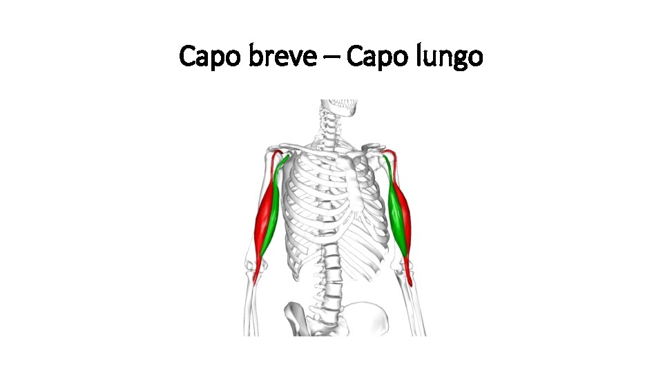 Capo breve – Capo lungo 