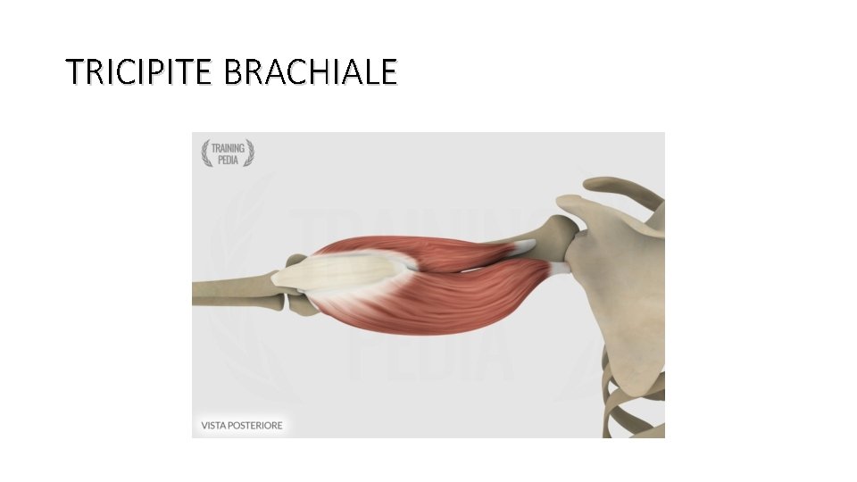 TRICIPITE BRACHIALE 