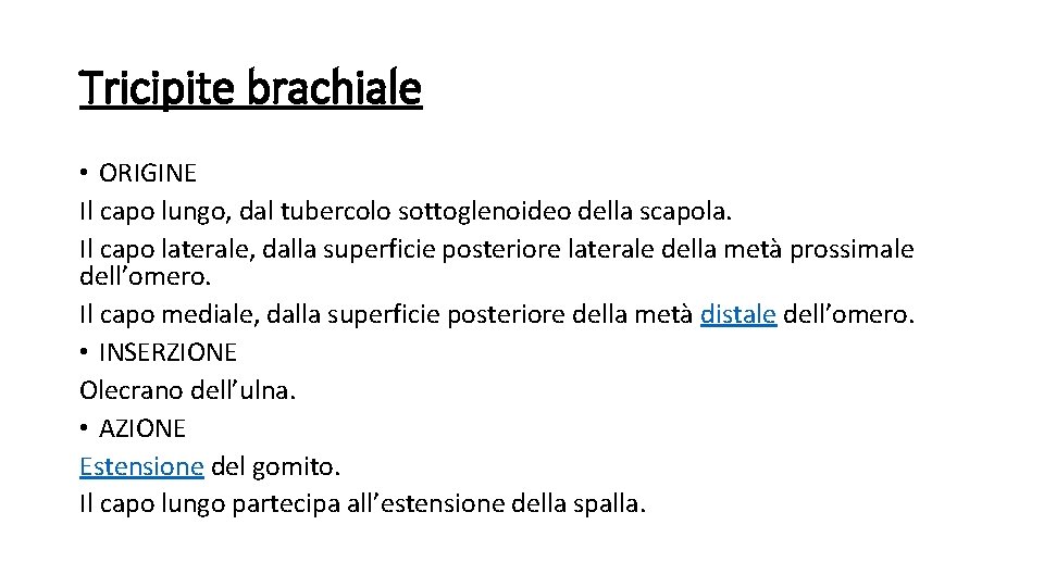 Tricipite brachiale • ORIGINE Il capo lungo, dal tubercolo sottoglenoideo della scapola. Il capo