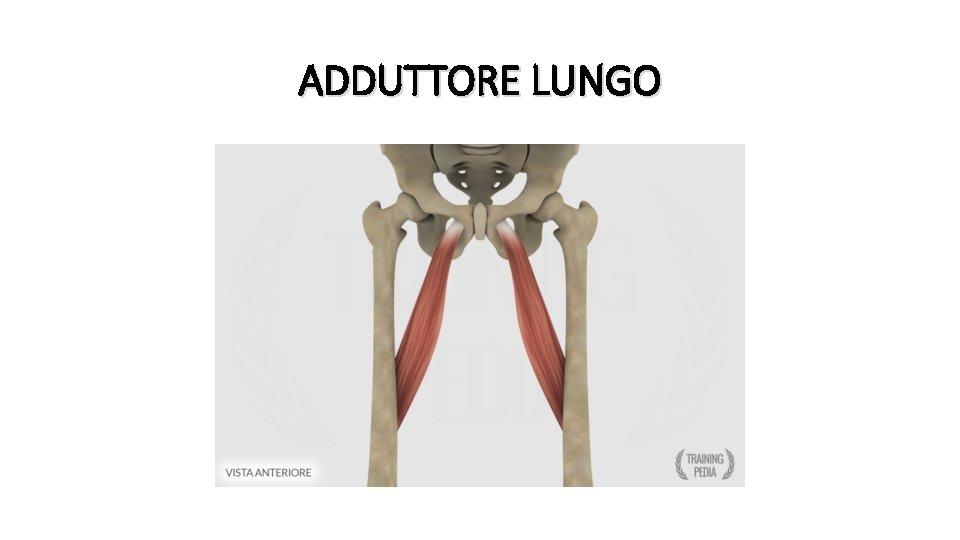 ADDUTTORE LUNGO 