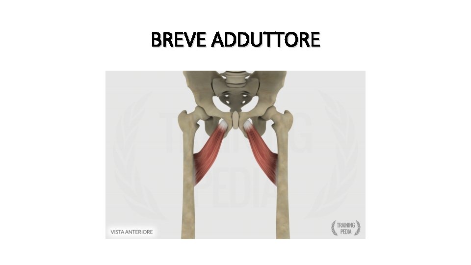 BREVE ADDUTTORE 