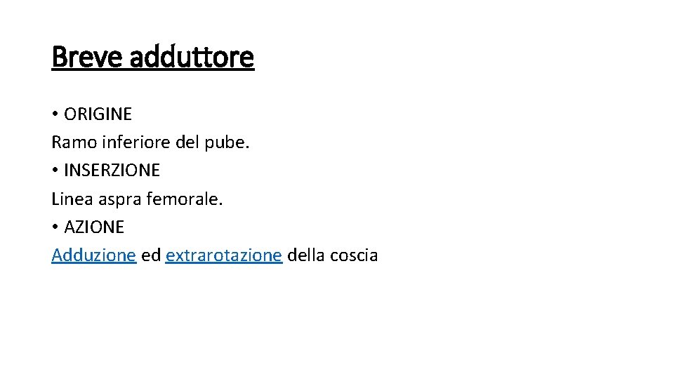 Breve adduttore • ORIGINE Ramo inferiore del pube. • INSERZIONE Linea aspra femorale. •