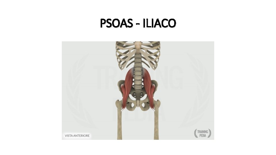 PSOAS - ILIACO 