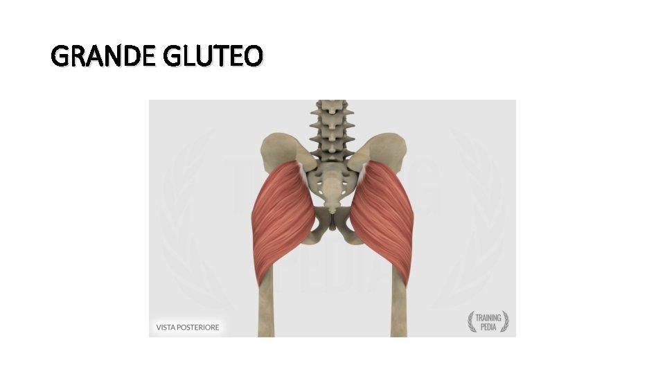 GRANDE GLUTEO 