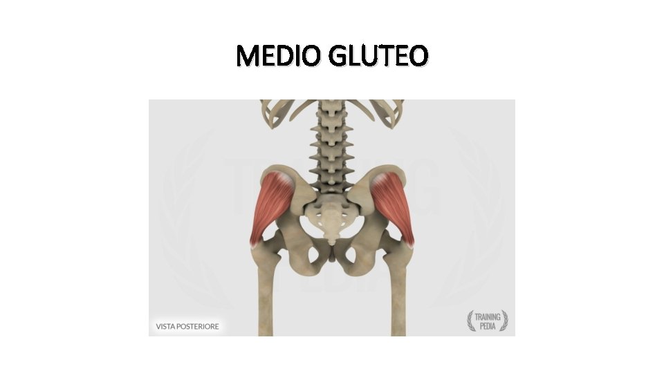 MEDIO GLUTEO 