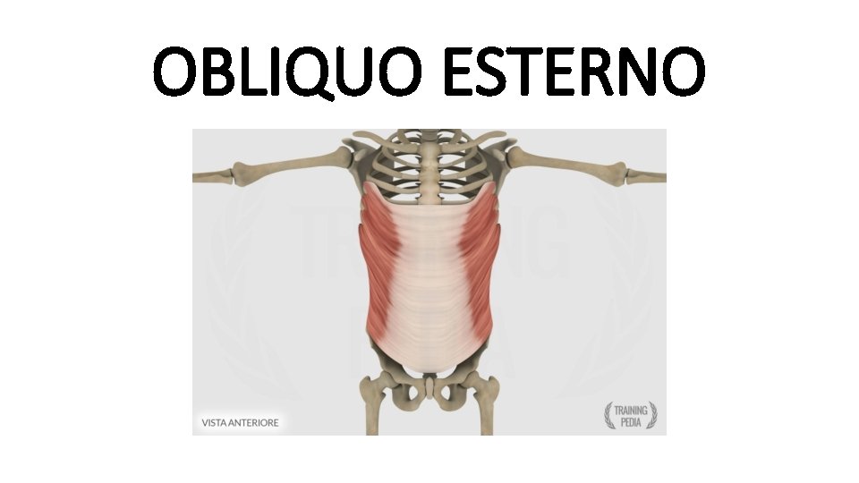 OBLIQUO ESTERNO 