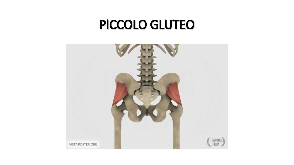 PICCOLO GLUTEO 