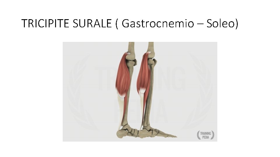 TRICIPITE SURALE ( Gastrocnemio – Soleo) 