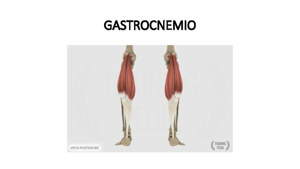 GASTROCNEMIO 