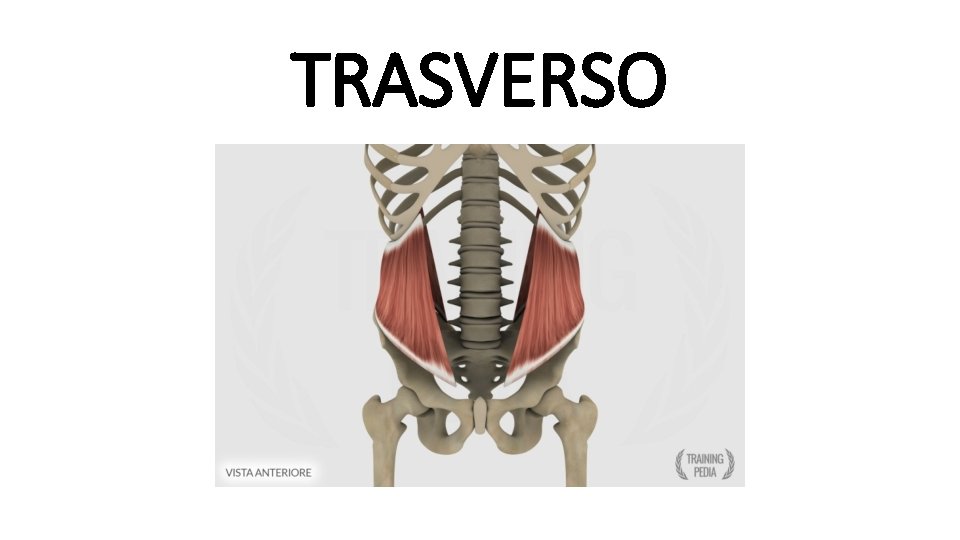 TRASVERSO 