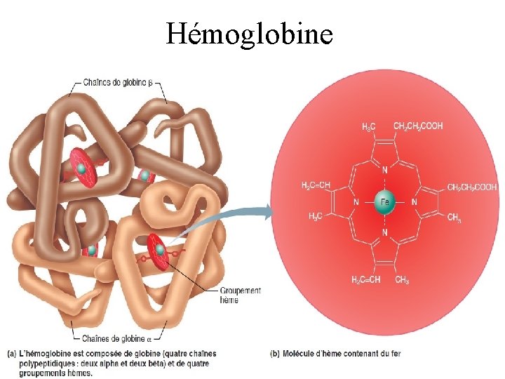 Hémoglobine 