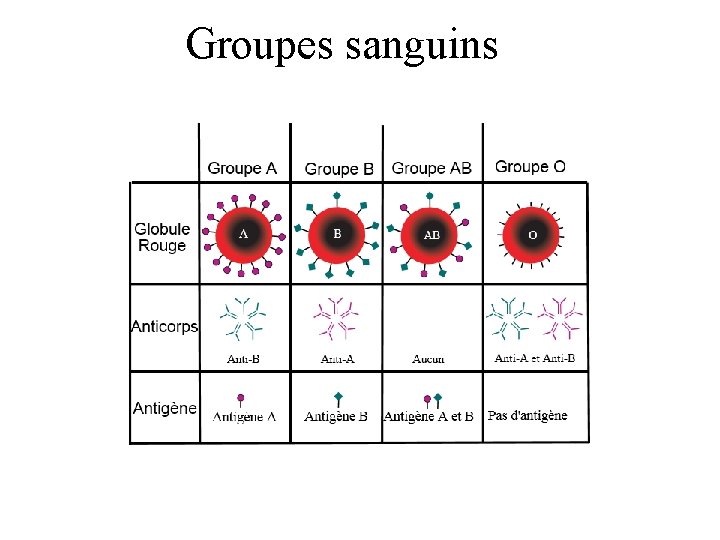 Groupes sanguins 