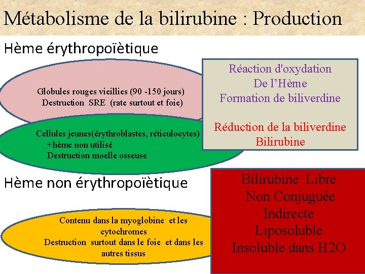 Métabolisme de la bilirubine : Production Hème érythropoïètique Globules rouges vieillies (90 -150 jours)